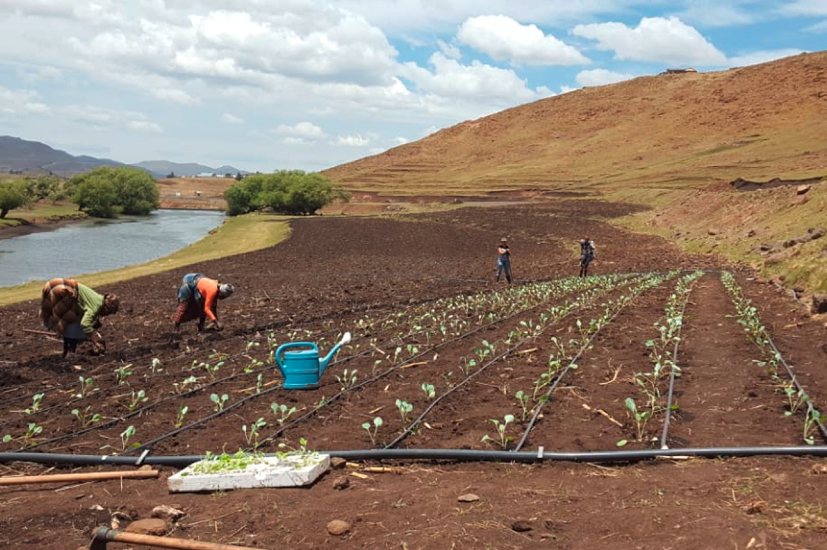 我们致力于帮助莱索托当地居民学习关于农业与畜牧业的一切知识，以便能够自给自足。 