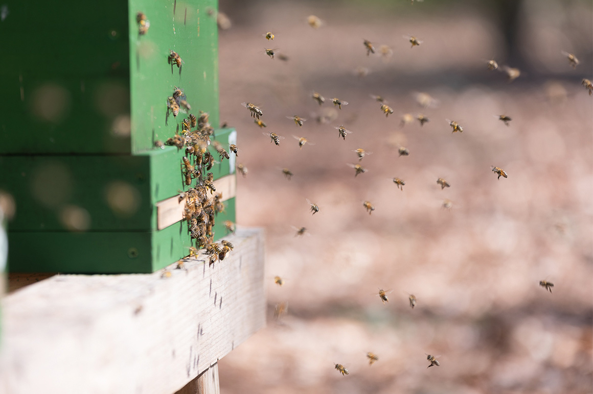 我们致力于通过租赁蜂群的方式保护我们的生态系统及生物多样性。 